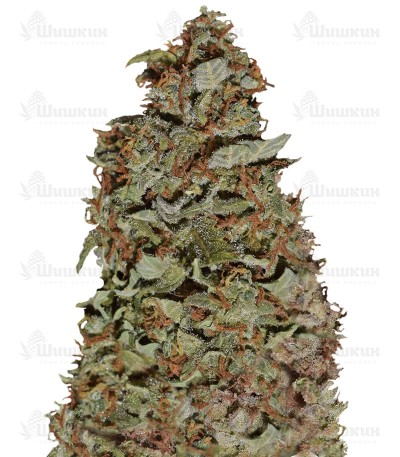 Californian Snow Auto (FastBuds)