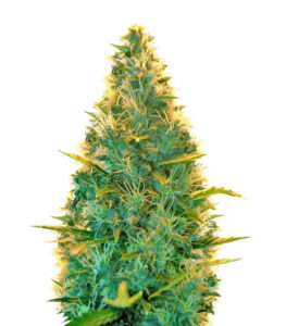 Lowryder auto regular (Doctor’s Choiсe)