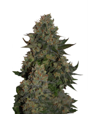 Tutankhamon (Pyramid Seeds) семена конопли