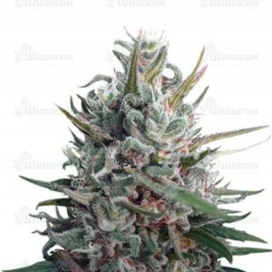 Eleven Roses fem (Delicious Seeds) семена конопли