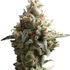Auto Super Hash fem (Pyramid Seeds) семена конопли