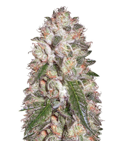 Семена сорта Auto OG Kush fem (Victory Seeds)
