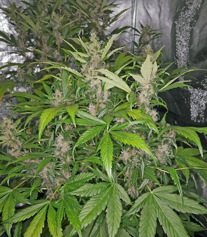 Семена сорта Eleven Roses (Delicious Seeds) — изображение 7