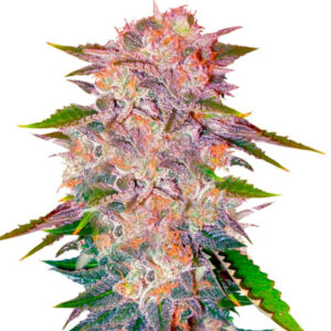 Caramelo fem (Delicious Seeds) семена конопли
