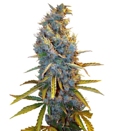 Семена сорта Cream Caramel F1 Fast Version (Sweet Seeds)
