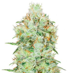 Семена сорта Jagg Kush fem (Delicious Seeds)