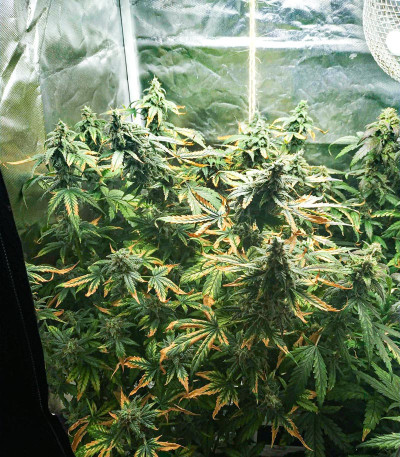 Семена сорта Lemon Pie Auto fem (FastBuds) — изображение 3