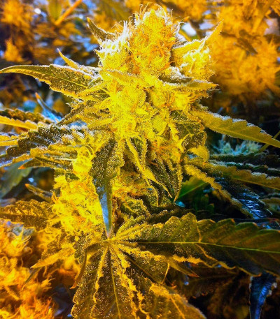 Семена сорта Original Cheese IBL fem (Paradise Seeds) — изображение 3