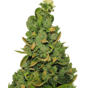 Семена сорта Pineapple Chunk fem (Barney's Farm)