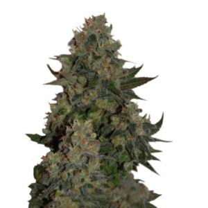 Tutankhamon fem (Pyramid Seeds) семена конопли
