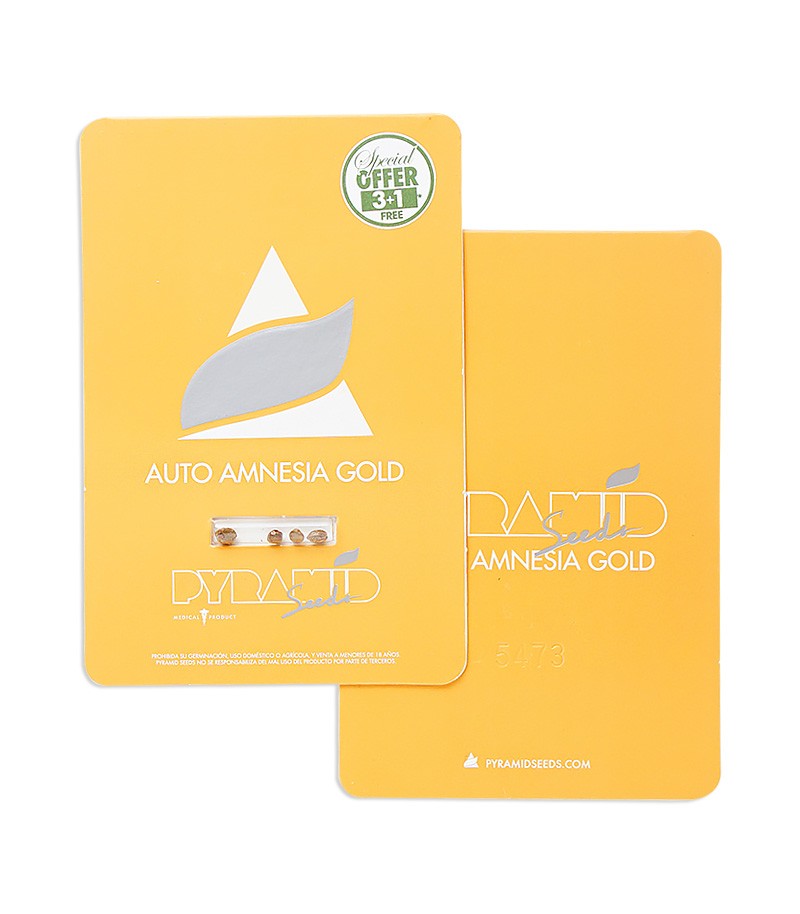Auto Amnesia Gold fem (Pyramid Seeds) семена конопли — изображение 2