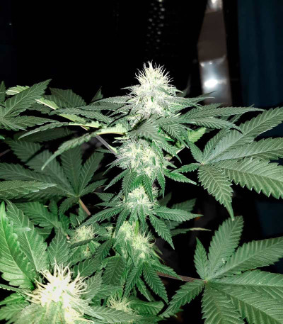 NHL Diesel (NYV Diesel) fem (Victory Seeds) — изображение 3