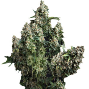 Auto Tutankhamon fem (Pyramid Seeds)