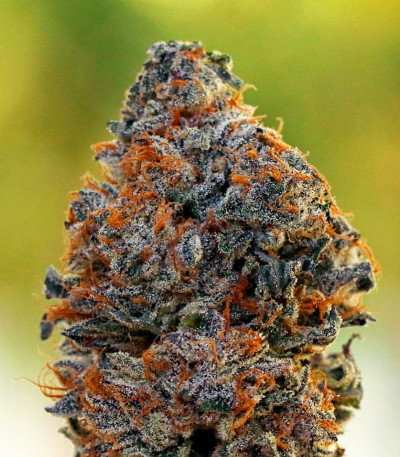 Biscotti Mintz fem (Barney's Farm) — изображение 3