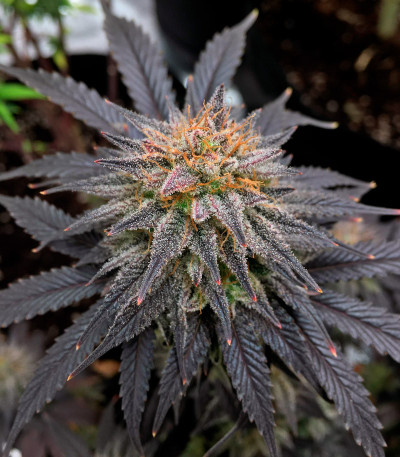 Biscotti Mintz fem (Barney's Farm) — изображение 4