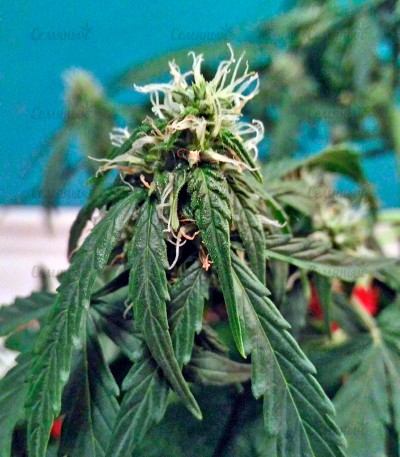 Fruit Punch Auto fem (Heavyweight Seeds) — изображение 3