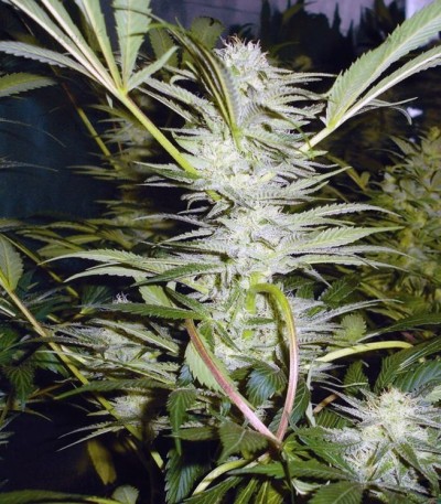 Malakoff fem (Medical Seeds) — изображение 2