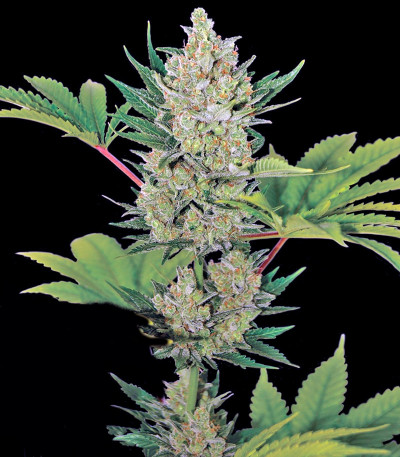 Blueberry Cheese Auto (Blue Cheese Auto) fem (Barney's Farm) — изображение 4