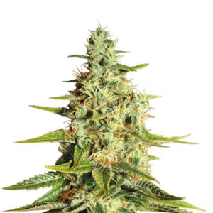 Acapulco Gold fem (Barney's Farm)