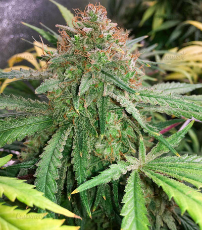 Grandmommy Purple auto fem (Herbies Seeds) — изображение 3