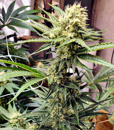 Grandmommy Purple auto fem (Herbies Seeds) — изображение 5
