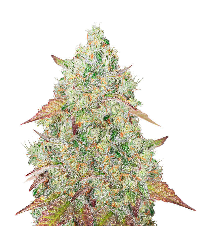 Grandmommy Purple auto fem (Herbies Seeds)