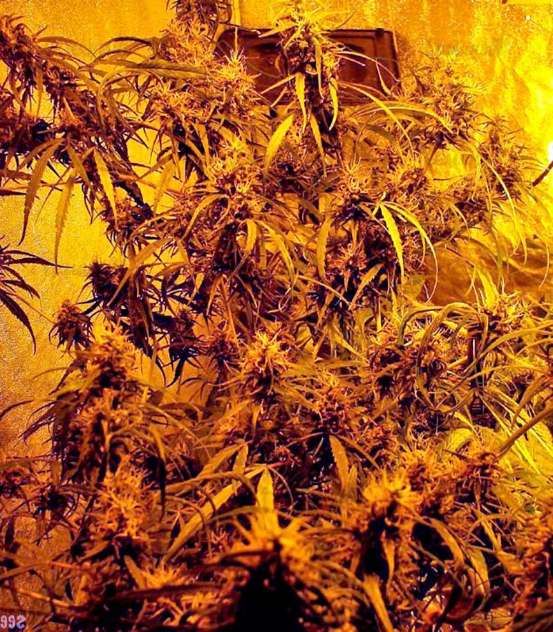 Семена сорта Hawaii Maui Waui fem (Nirvana Seeds) — изображение 3