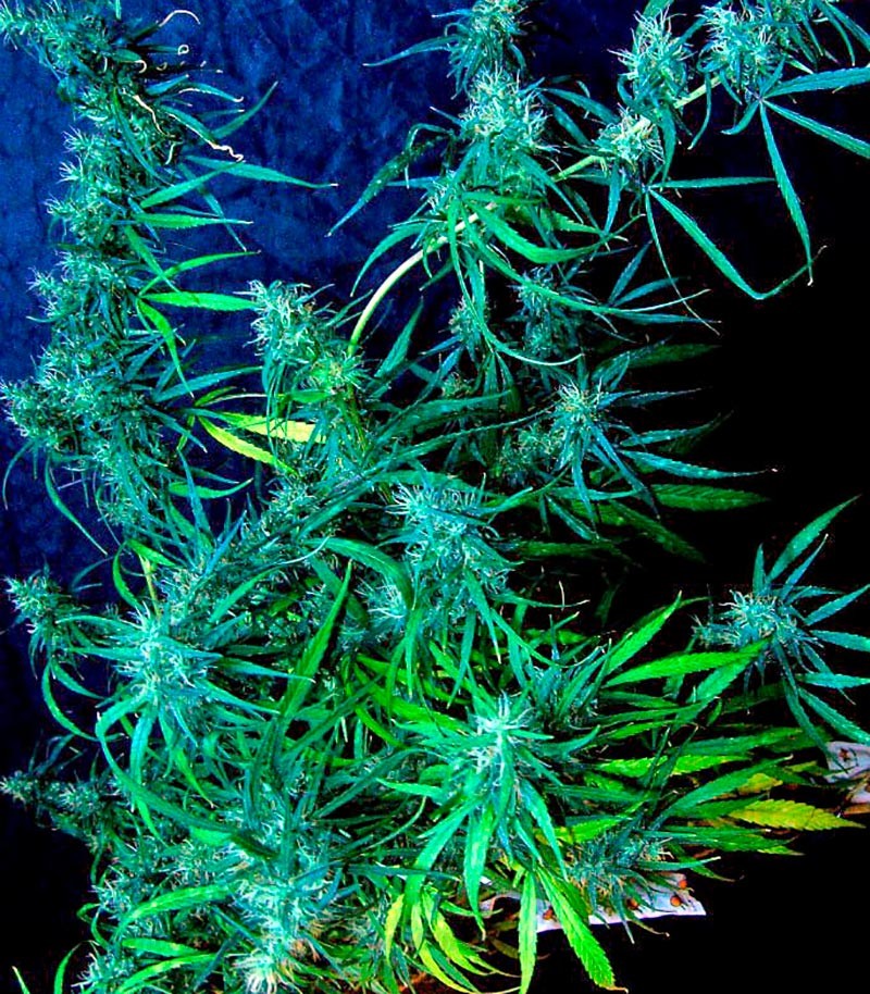 Семена сорта Hawaii Maui Waui fem (Nirvana Seeds) — изображение 2