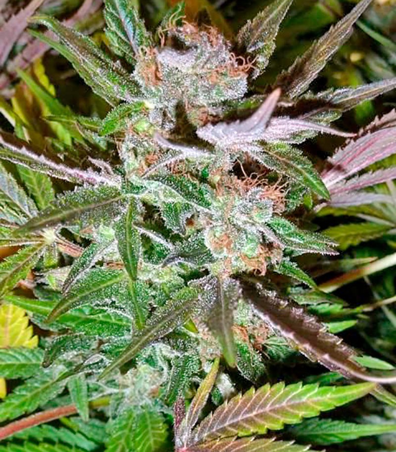 Семена сорта Ice fem (Nirvana Seeds) — изображение 2