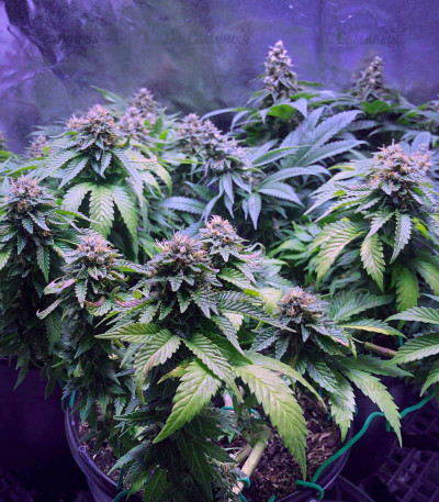 Auto Northern Lights fem (Pyramid Seeds) семена конопли — изображение 5
