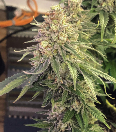 Auto Northern Lights fem (Pyramid Seeds) семена конопли — изображение 3