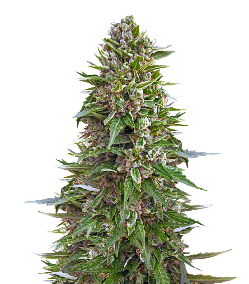 Семена сорта Auto Northern Lights XXL fem (00 seeds)