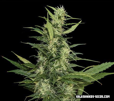 Amur Giant Auto fem (Kalashnikov Seeds) семена конопли