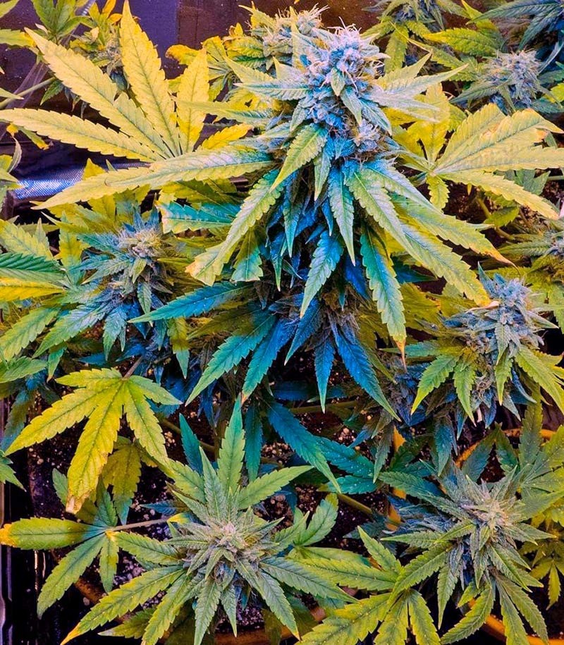 Семена сорта Automaria II fem (Paradise Seeds) — изображение 2