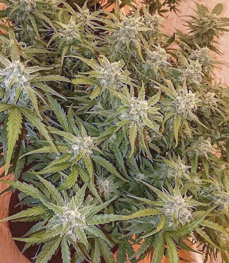 Семена сорта Bruce Banner fem (Monster Genetics) — изображение 2