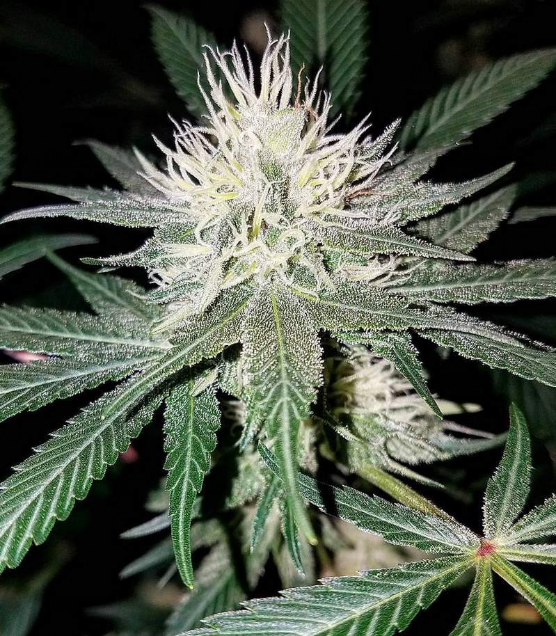 Critical Impact fem (Vision Seeds) семена конопли — изображение 2