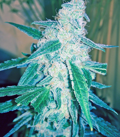 Wipeout Express auto (Heavyweight Seeds) семена конопли — изображение 3