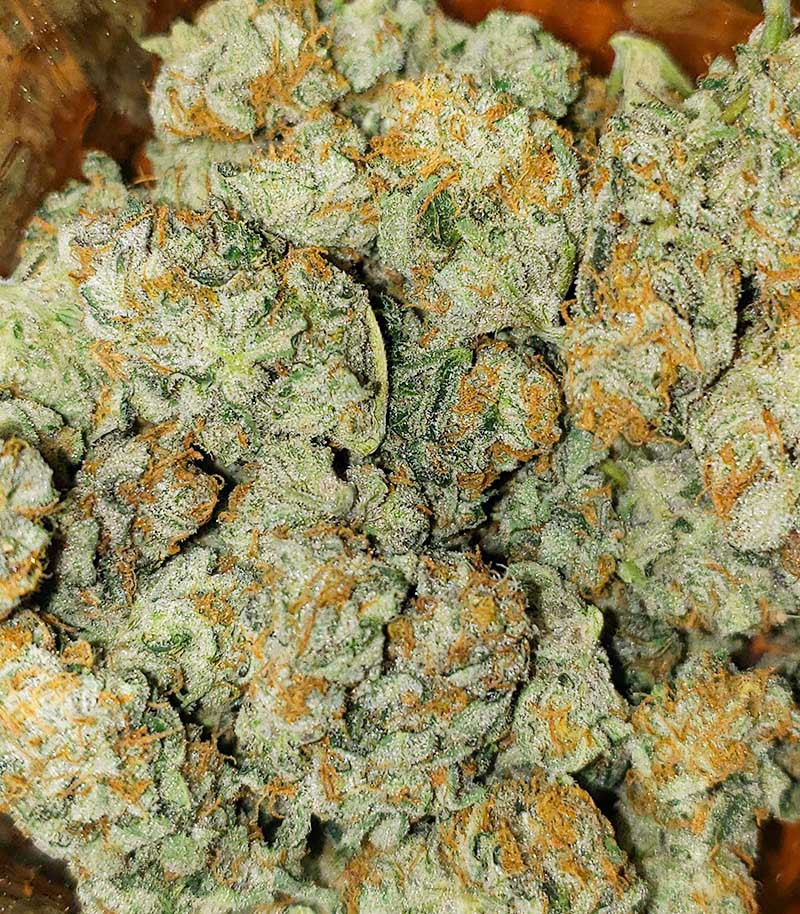 Kabul Express fem (Kalashnikov Seeds) семена конопли — изображение 3