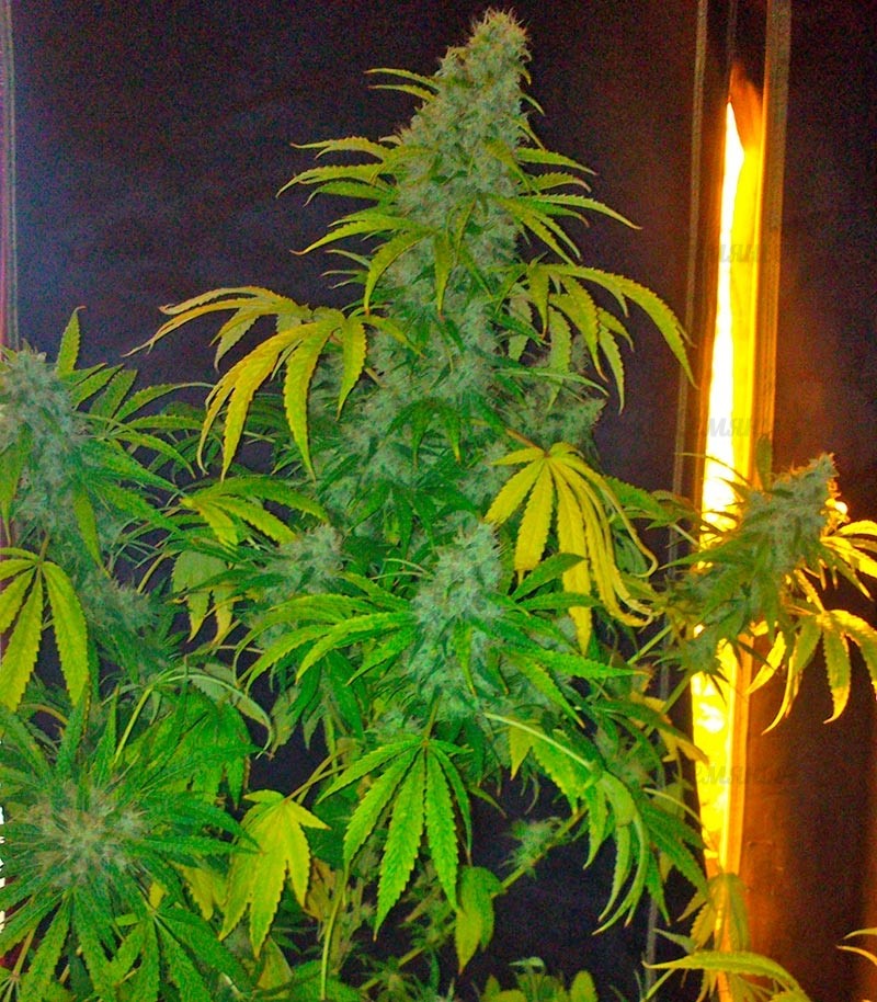 Семена сорта Opium fem (Paradise Seeds) — изображение 2