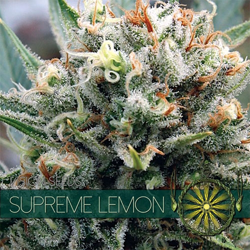 Supreme Lemon fem (Vision Seeds) семена конопли — изображение 2