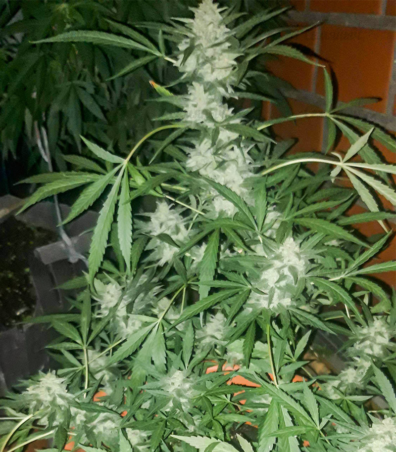 Семена сорта Stromboli Auto fem (Paradise Seeds) — изображение 2