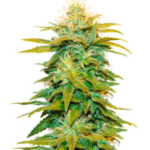 Семена сорта White Widow fem (Amsterdam Seeds)