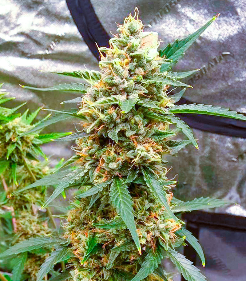 Семена сорта White Widow fem (Amsterdam Seeds) — изображение 5