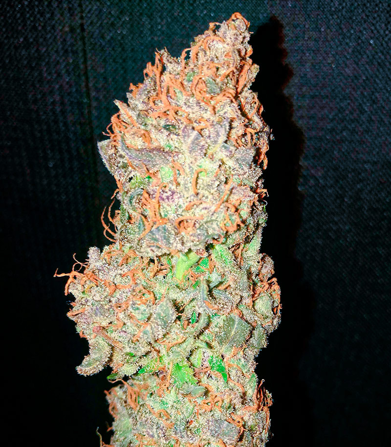 Семена сорта White Widow fem (Amsterdam Seeds) — изображение 7