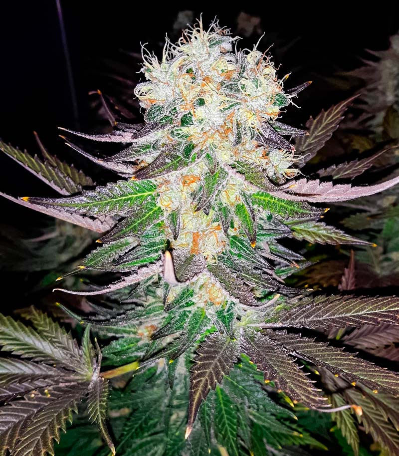 Семена сорта Jealousy fem (7CH American) — изображение 7