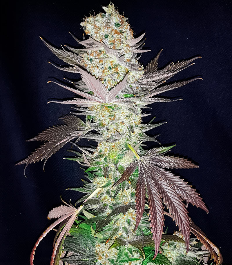 Семена сорта Jealousy fem (7CH American) — изображение 6