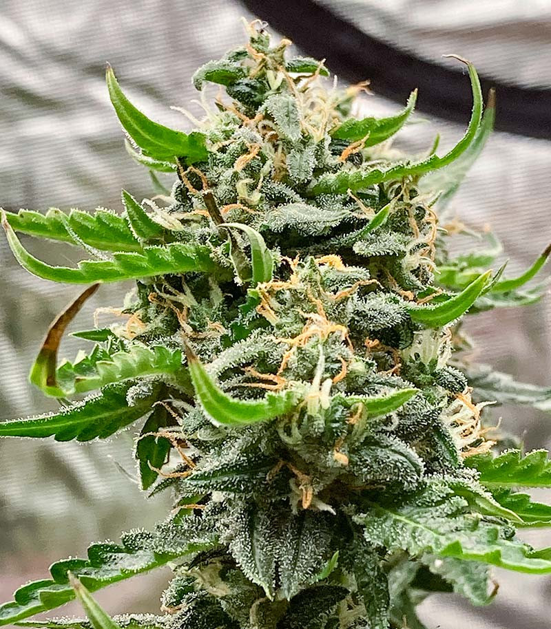 Семена сорта Jealousy fem (7CH American) — изображение 5