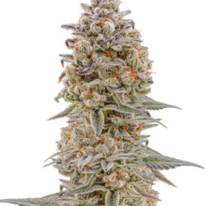 Purple Punch Auto fem (High Speed ​​Buds) семена конопли