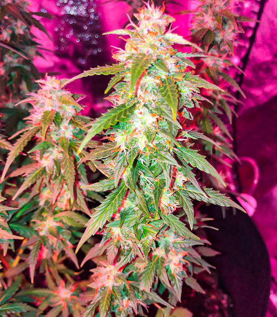 Quarter Pounder Autoflower fem (Easy Grow Seeds) семена конопли — изображение 6