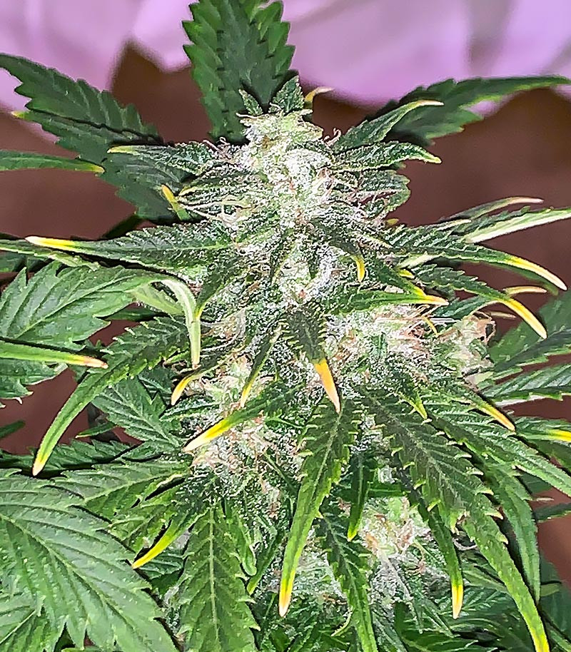 Wedding Crasher Auto fem (High Speed Buds) семена конопли — изображение 4